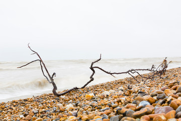 Dungeness, Kent, UK. Washed up branch against rushing waves on beach.