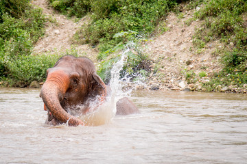Fototapeta na wymiar Elephant walking and playing in the water in a an elephant rescue and rehabilitation center in Northern Thailand - Asia