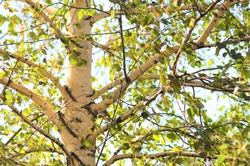 Birch tree in early spring on a blue sky background