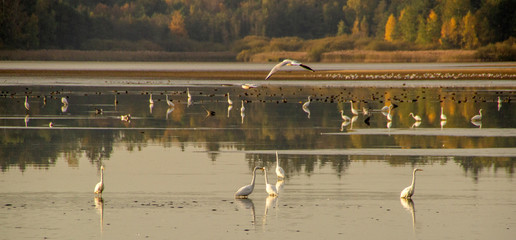 Birds in Trebonsko, Czech republic