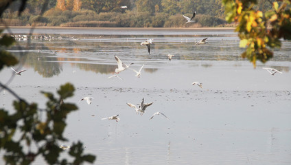 black-headed gulls are flying above lake