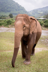 Obraz premium Elephant walking towards the camera after going through the water in a an elephant rescue and rehabilitation center in Northern Thailand - Asia