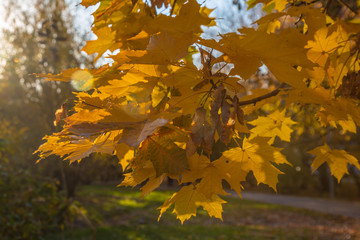 maple leaves in autumn