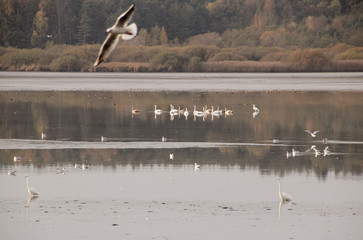 birds on the lake, Trebonsko, Czech republic