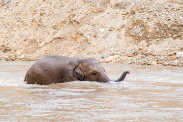 Fototapeta premium Baby Elephant walking and playing in the water in a an elephant rescue and rehabilitation center in Northern Thailand - Asia