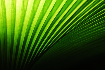 Pattern and line with shadow of light on green palm leaf with black background.