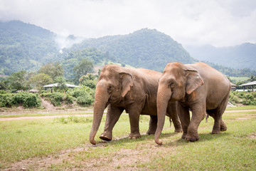 Obraz premium 2 elephants walking towards left in a an elephant rescue and rehabilitation center in Northern Thailand - Asia