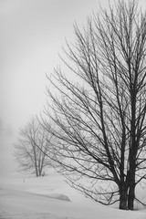 single tree isolated on the Italian mountain