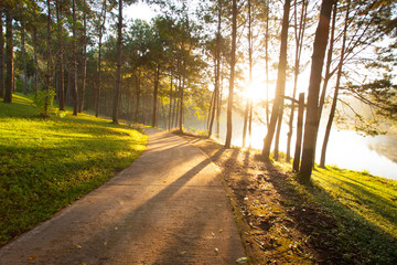 Obraz premium Road in Pine forest and Lake with morning sun light in Pang Ung Maehongson Thailand.