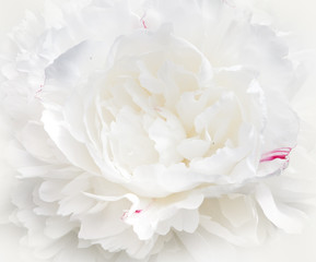 White peony flower close-up. Background image, macro.