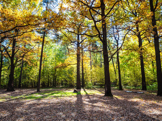 Fototapeta na wymiar oak trees on forest meadow lit by sun in autumn