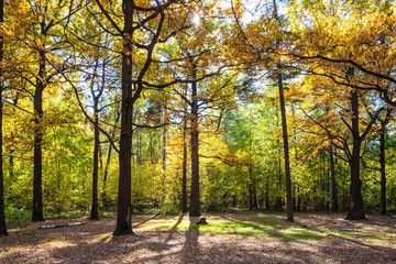 Fototapeta premium oak trees at forest glade lit by sun in autumn