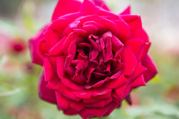 Red color rose with green leaves bloom in rose garden