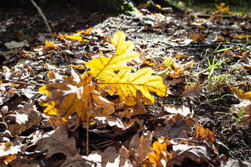 fallen oak leaves lit by sun on surface of ground