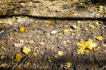 various fallen leaves on surface of ground