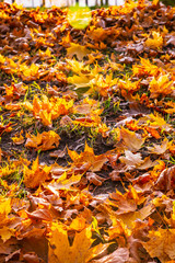 autumn leaves background