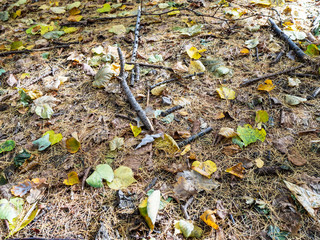 fallen leaves and larch needles on ground