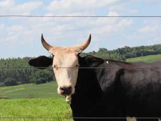 Boi Gado Pasto