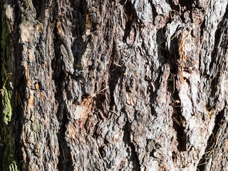 trunk of old larch tree lit by sun in forest