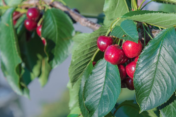 Cluster of red cherries on cherry tree branch
