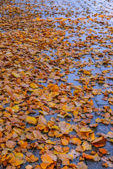 autumn leaves background