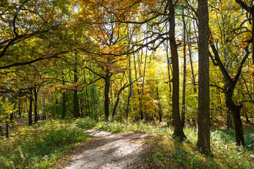path between colorful trees in urban park