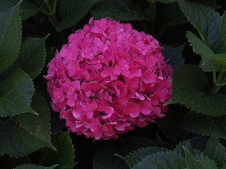 geranio rosa, fiore rosa