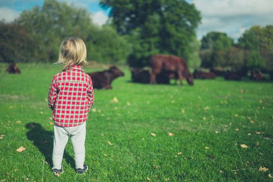 Little toddler looking at cows