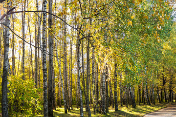 birch alley of urban park in autumn