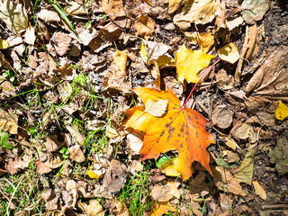 fallen maple leaves lit by sun on lawn