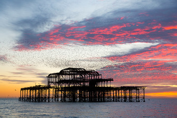 Spectacular starling mumuration at sunset