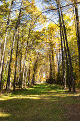 Obraz premium larch alley in urban park in autumn
