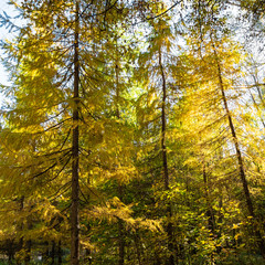 larch trees lit by sun in forest of urban park