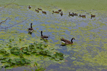 ducks on the lake