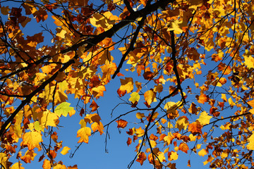 Naklejka na ściany i meble Herbstblätter einer Kastanie