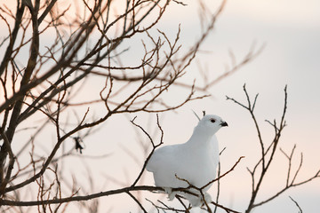 ABISKO, SWEDEN Ptarmigan in snow.