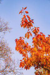 autumn leaves against blue sky
