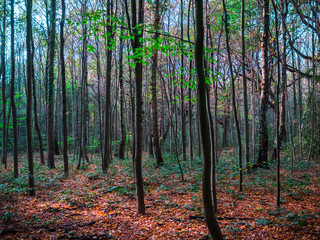 miles de arboles finos
