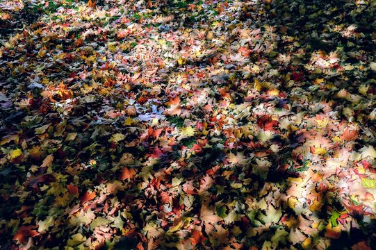 Fall in Ottawa