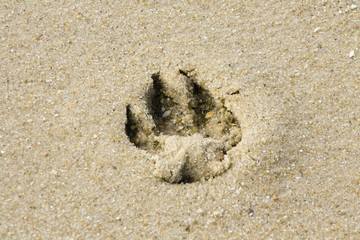Empreinte de chien