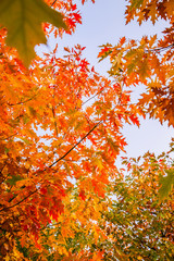 autumn leaves on a tree