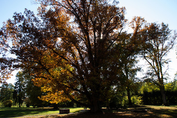Ein Kastanienbaum im Herbst