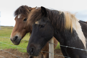 Obraz na płótnie Canvas Icelandic horses