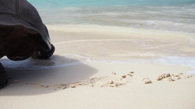 Close up of Aldabra Giant tortoise foot/paw/claw walking on beach (white sand) as waves crashing over feet. Tropical islanbd, Seychelles, Curieuse. Slow motion 50p