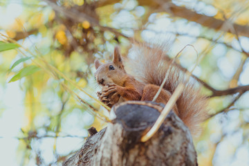 squirrel sitting on a tree with a nut in sunny autumn day