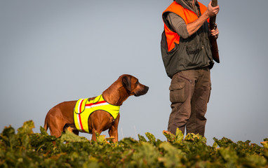 Rhodesian Ridgeback -Fuchsjagd