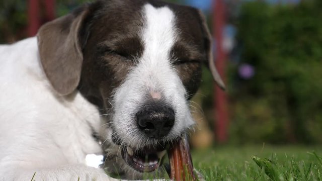 Dog Lying On Grass And Chewing A Pet Treat Outdoors