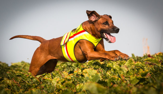 Rhodesian Ridgeback -Fuchsjagd