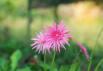 Pink gerbera in the garden.