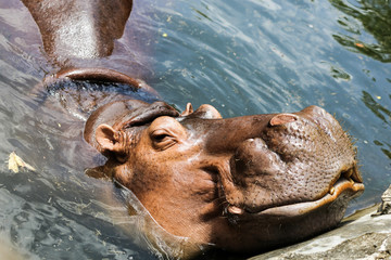 hippo Smile